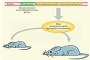 بررسی اثر Neohesperidin Dihydrochalcone در بیان ژن آلفا آمیلاز کبدی موش