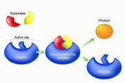  Study on the enzymatic production of 1,5 anhydroglucitol with QM/MM methods