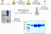 The computational and experimental study of the NLuc-NLRP3PYD protein, a dual-component luciferase biosensor, to enhance its efficiency in screening anti-inflammatory drugs