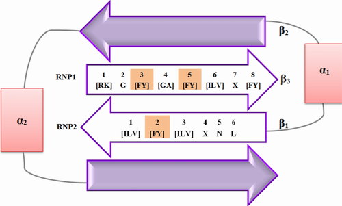 Dead-End protein expression, function, and mutation in cancer: a systematic review